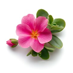Obraz premium pink flower isolated on white background close up. Flat lay, top view.