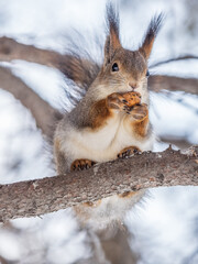 The squirrel with nut sits on tree in the winter or late autumn