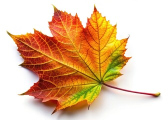 Fototapeta premium Macro autumn leaf frame, isolated on white. Perfect for seasonal decor or nature-themed design.