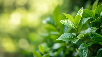 Fototapeta premium Fresh Green Leaves on a Soft Focus Background Evoking Nature and Tranquility : Generative AI