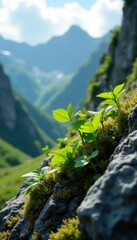 Green leaves and shoots emerging from rock crevices in mountainous landscape, alpine vegetation, biota, mountain flora
