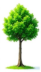 Fototapeta premium isolated green spring tree on white background, foliage, trunk
