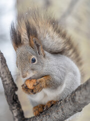 The squirrel with nut sits on tree in the winter or late autumn