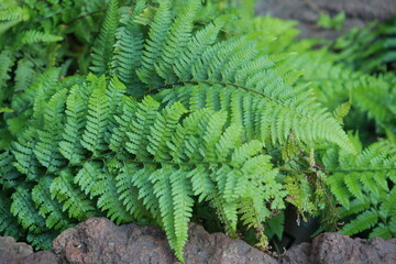 Fern leaf closeup background, Hawaii