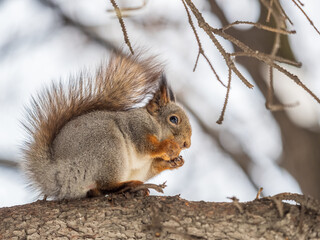 The squirrel with nut sits on tree in the winter or late autumn