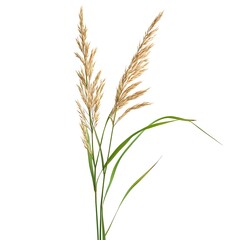 Fototapeta premium Spikelets of wheat isolated on white background.