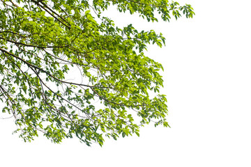 Branch of green tree leaves isolated on white