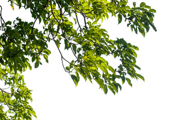 green leaves isolated on white background