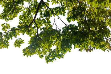 green leaves isolated on white