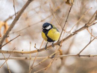 Fototapeta premium Cute bird Great tit, songbird sitting on a branch without leaves in the autumn or winter.