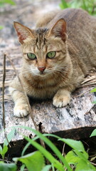 a village cat is playing in a garden