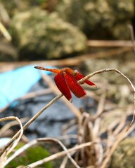 The beautiful Sulawesi red dragonfly is a species of dragonfly in the Libellulidae family. It is widespread in many Asian countries