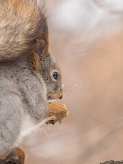The squirrel with nut sits on tree in the winter or late autumn
