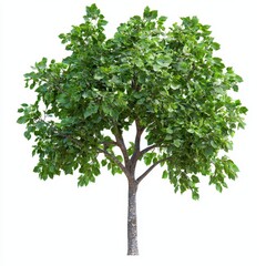 Obraz premium A lush, green tree with a thick trunk and abundant foliage, showcasing natural beauty and vitality.