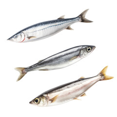 Three Different Types of Fish