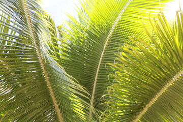 Palm leaf green natural tropical background texture