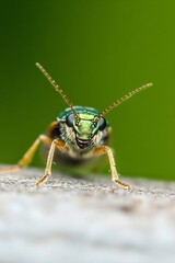Fototapeta premium Close up of a vibrant green bug with large eyes showcasing intricate details and textures on a wooden surface : Generative AI