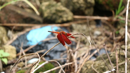 The beautiful Sulawesi red dragonfly is a species of dragonfly in the Libellulidae family. It is widespread in many Asian countries