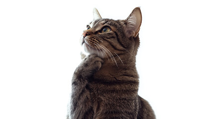 Fototapeta premium cat_background_411