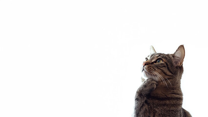 Fototapeta premium cat_background_412