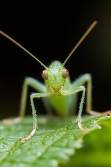 Macro shot of a vibrant green grasshopper perched on a leaf showcasing intricate details : Generative AI