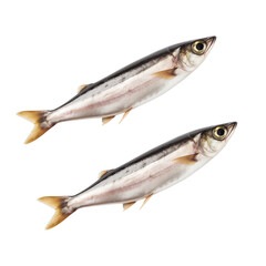 Fototapeta premium Two Fresh Fishes