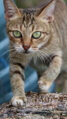 a village cat is playing in a garden