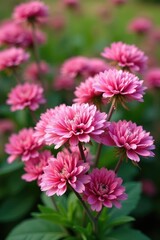 Obraz premium Pink flowers in clusters, Armeria maritima blooms, spring, garden