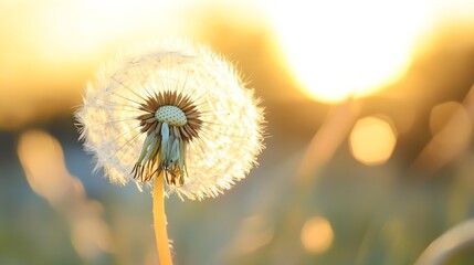 Close Up of Dandelion Seed Head Glowing in Warm Sunset Light : Generative AI