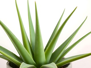 Obraz premium Aloe Vera Plant in Pot on White Background