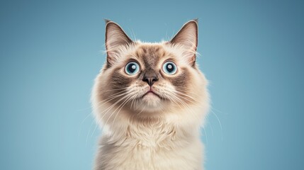 Fototapeta premium Siamese cat with striking blue eyes against blue background
