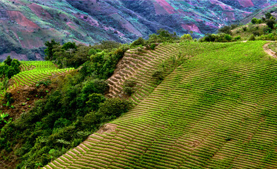 Plantações de coca. Bolivia.
