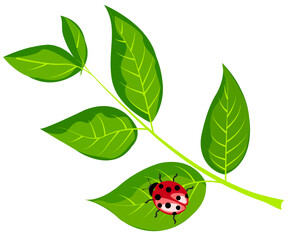 Colorful ladybug resting on a vibrant green leaf in a sunny garden setting