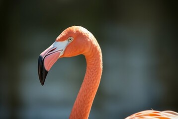 Fototapeta premium Elegant Flamingo Portrait with Vibrant Pink Feathers and Graceful Curved Neck