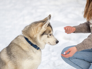 Portrait of the Siberian Husky dog black and white colour with blue eyes in winter.