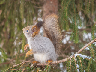 The squirrel with nut sits on tree in the winter or late autumn