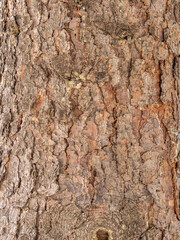 Old wood pine bark texture or background.