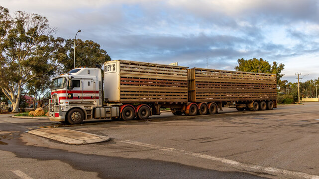 Brookton, Western Australia - 07 11 2024: A road train carrying live pigs for the abattoir pulled up at a truck stop.