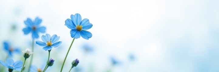Obraz premium Softly scattered blue forget me nots against a white backdrop, blue, soft focus, forget me nots
