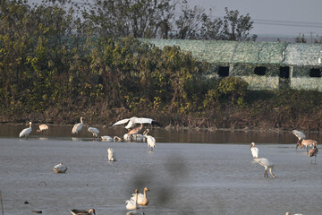 swans on the river