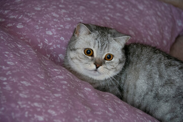 Beautiful gray British cat with amber eyes looks warily