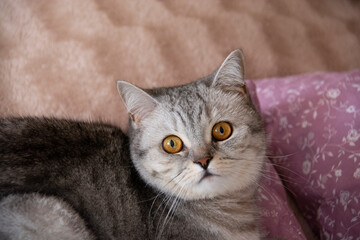 A beautiful British cat with amber eyes lies on a pillow and looks into the lens
