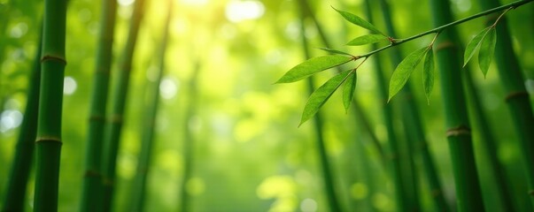 Obraz premium Tall green bamboo stalks sway gently on a warm peach tree branch, foliage, green, sunlight