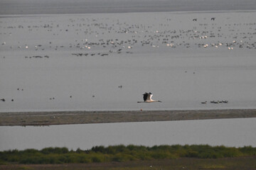 seagulls on the beach