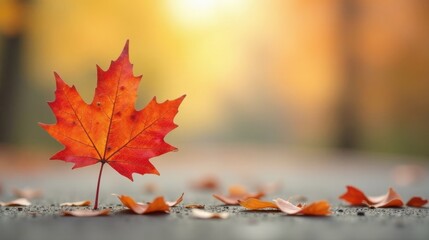 A single vibrant autumn leaf stands tall, its rich red hues contrasting with the soft, blurred background of fallen leaves and warm-toned sunlight, evoking a sense of serene autumnal beauty.