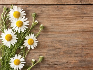 Obraz premium Fresh daisies arranged on rustic wooden background, evoking a natural vibe