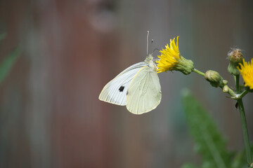 Closeup of large white butterfly on yellow flowers, also known as cabbage butterfly or cabbage white
