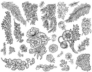 Design vector set with line art botanical elements, leaves, fruit and flowers. Vintage floral collection with hand drawn illustrations isolated on white. 