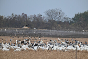 flock of seagulls on the beach