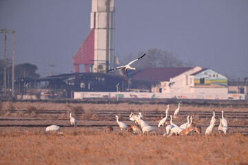 flock of seagulls